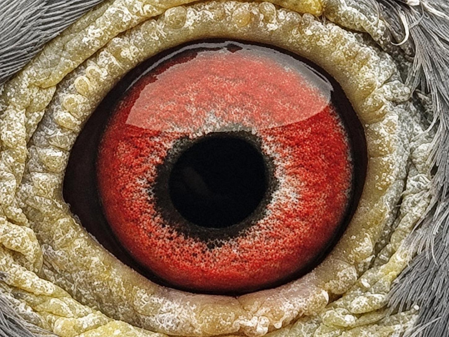 Pigeon eye